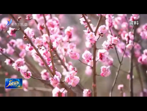 寻觅城市限定春光  尽享春天独有浪漫【威海广电讯】